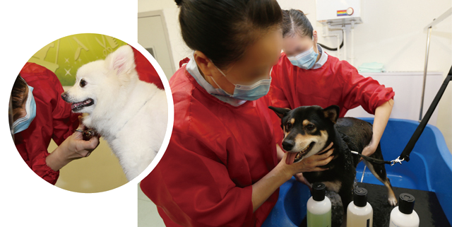 New vocational training courses including the Pet Groomer and Shop Assistant Training Course in Lo Wu Correctional Institution are well attended by persons in custody.