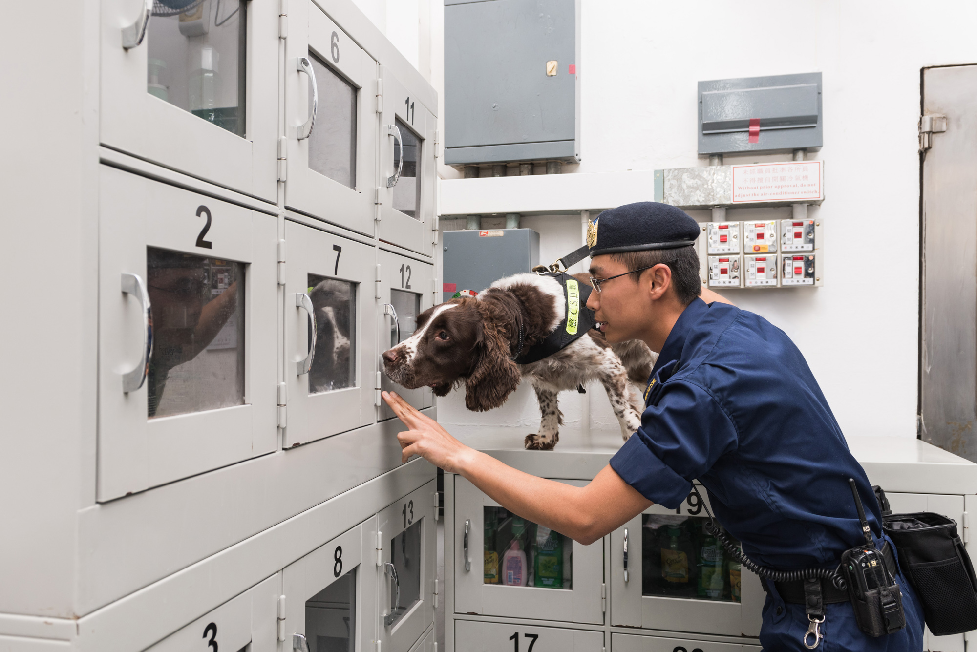 警卫犬执行搜查任务，支援惩教设施的监察工作。