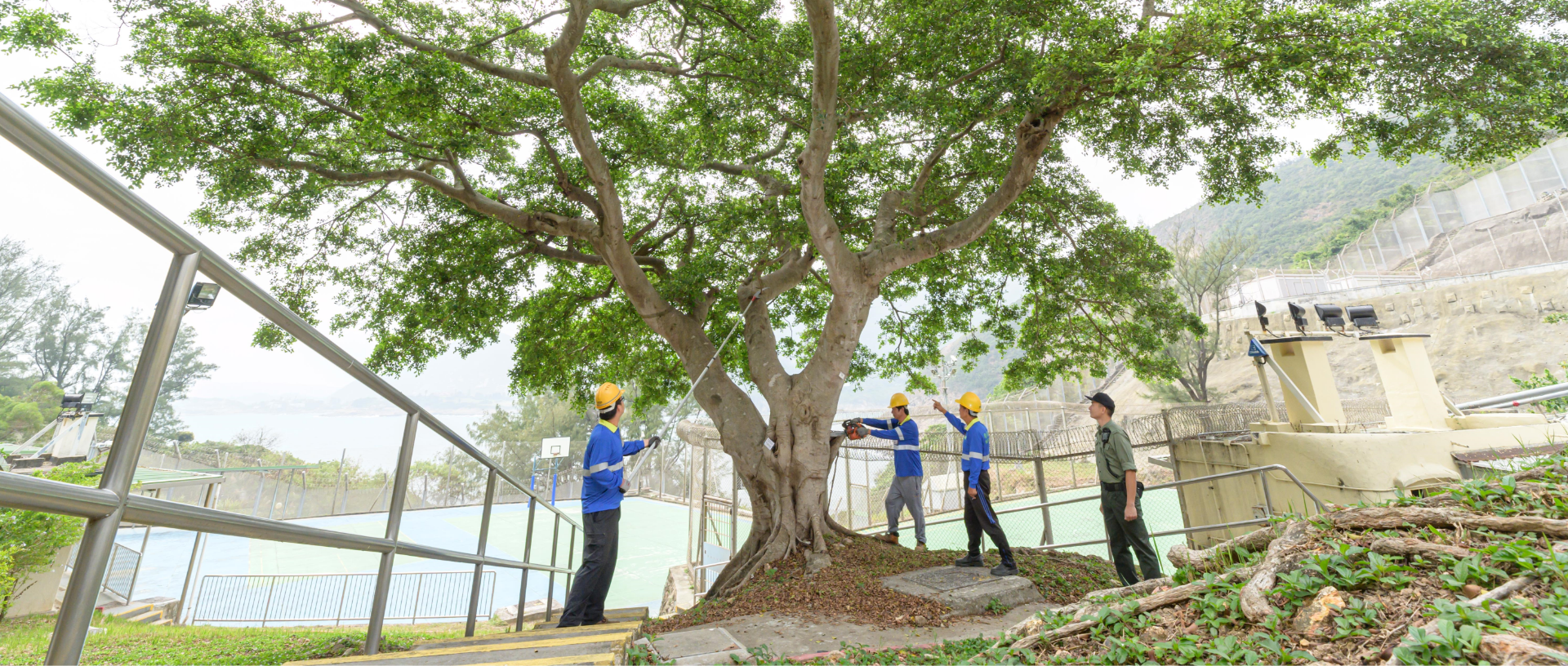 The Department takes timely actions to reduce the risks posed by the trees with potential problems through a systematic methodology and procedures.