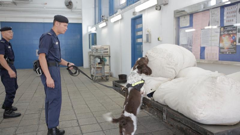 懲教署警犬隊在院所執行搜查任務，支援懲教設施的監察工作。