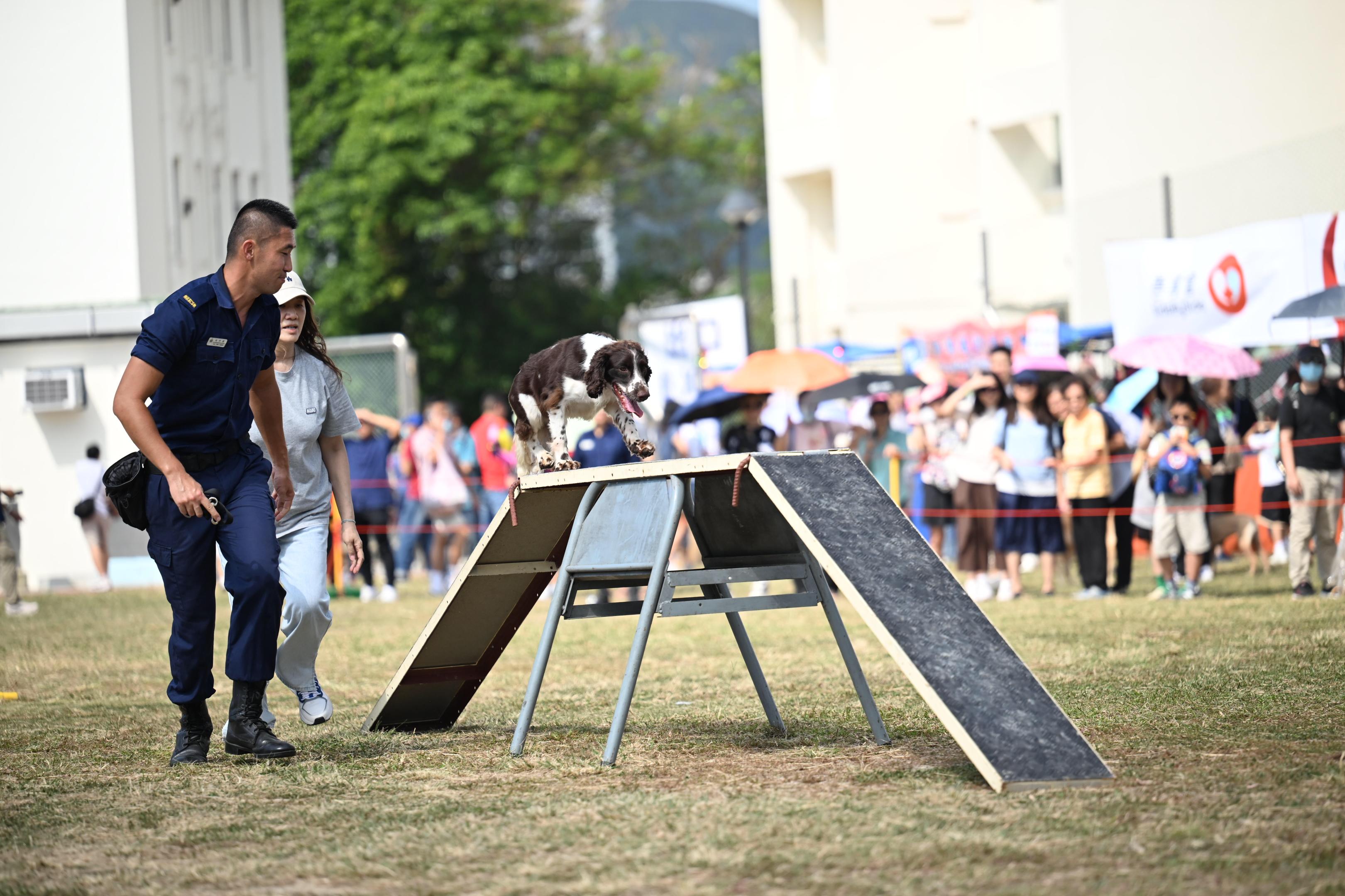 The Correctional Services Department (CSD) Sports Association held the CSD's 68th Autumn Fair at the football field adjacent to Stanley Prison today (November 4). Photo shows a performance by the CSD Dog Unit.