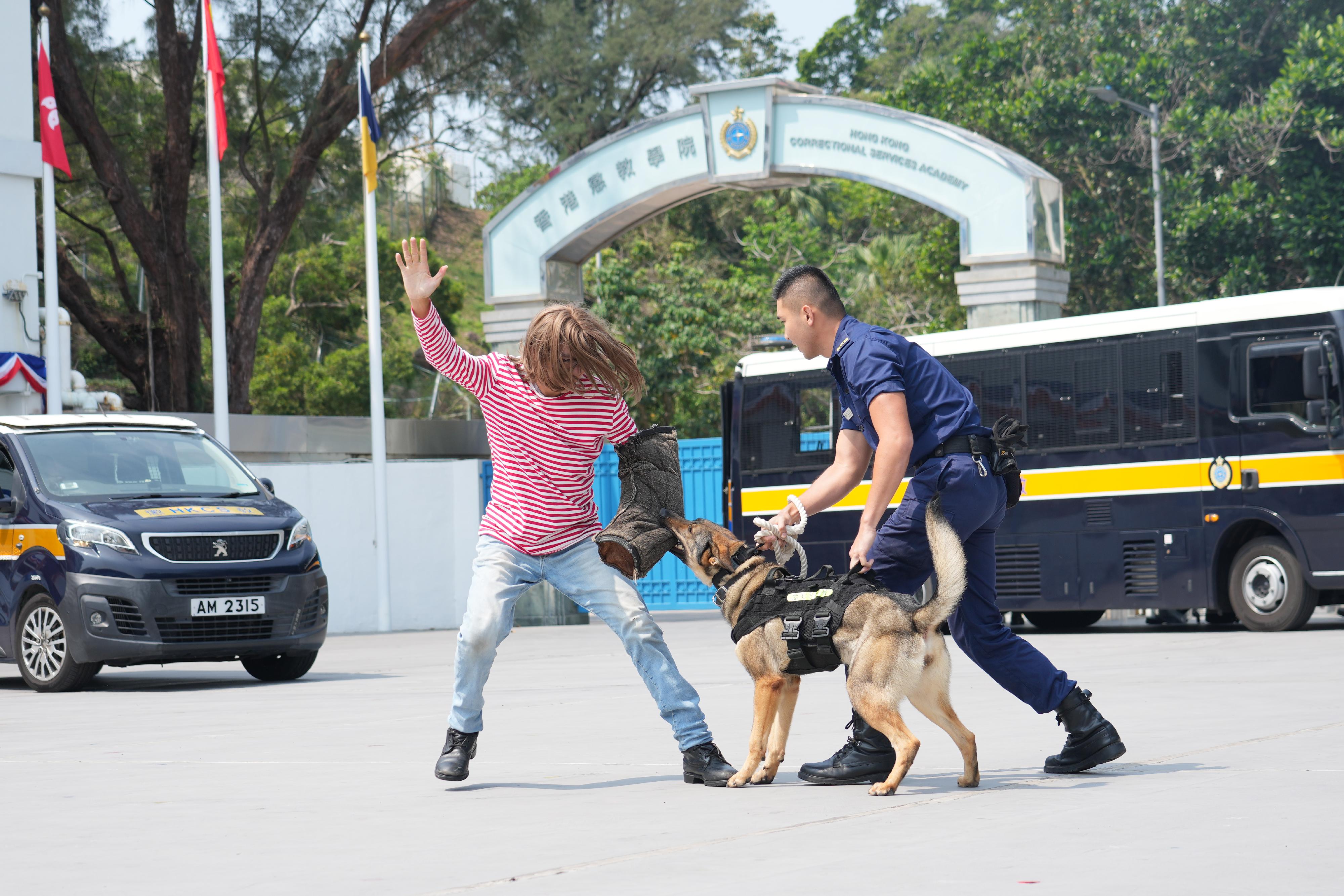 To support National Security Education Day on April 15, the Correctional Services Department held an open day at the Hong Kong Correctional Services Academy today (April 13) to raise public awareness of national security and enhance public understanding of its work in safeguarding national security. Photo shows a demonstration by the Dog Unit.