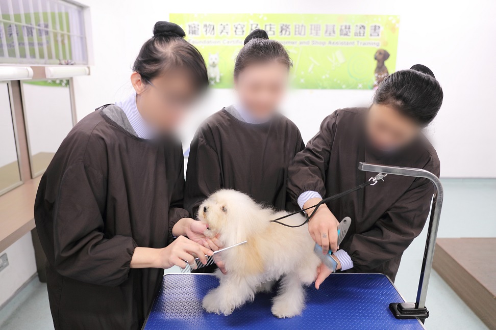 Pet Groomer and Shop Assistant Training