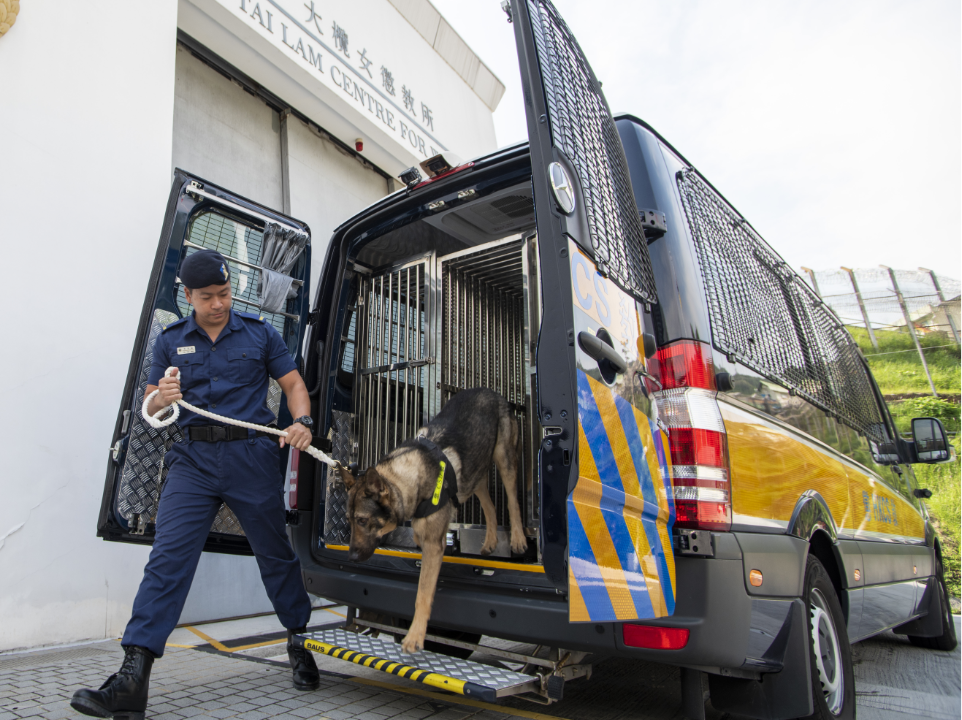 懲教署的昆明犬協助懲教人員巡邏1。