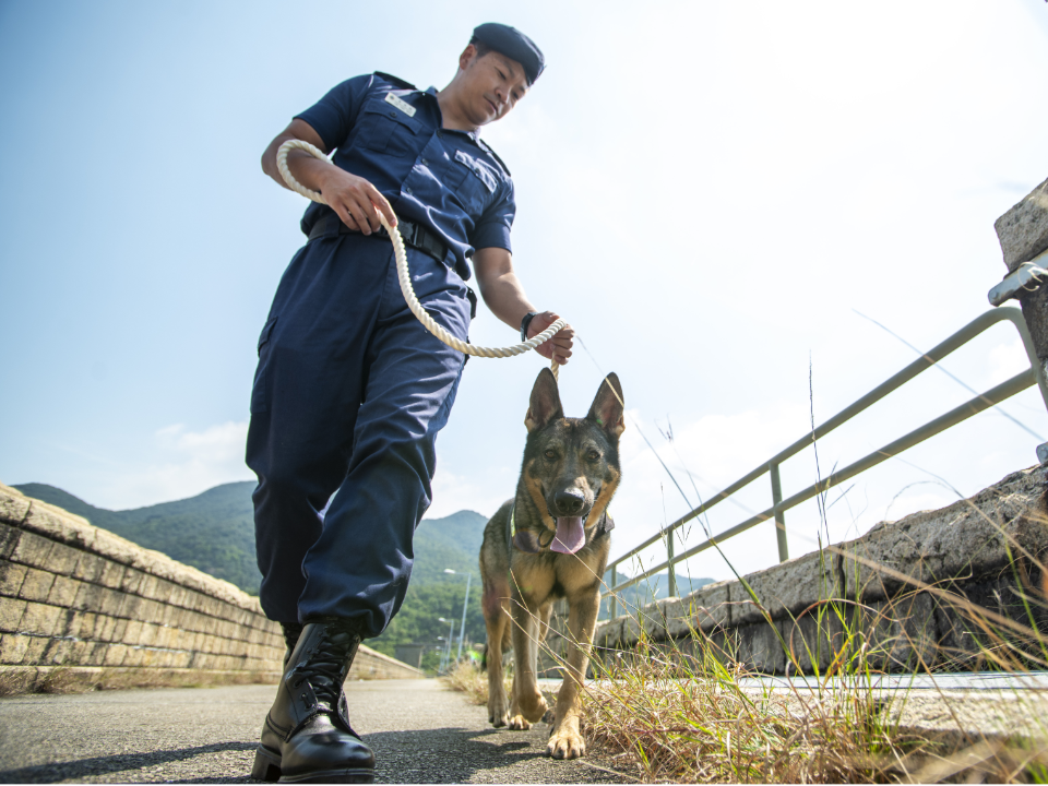 懲教署的昆明犬協助懲教人員巡邏2。