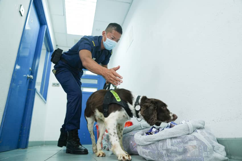 警衛犬隊負責訓練犬隻執行巡邏和嗅查違禁品，以支援懲教設施的監察工作。