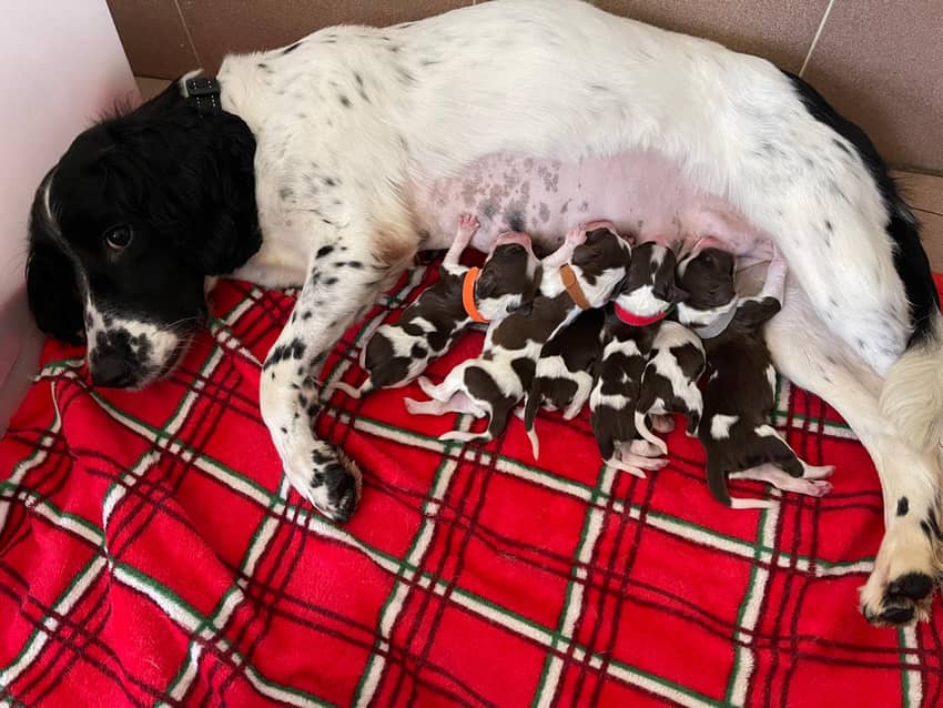 二零二一年六月，警卫犬队通过「犬只繁殖计划」成功繁殖6只幼犬，以应付未来行动需要。