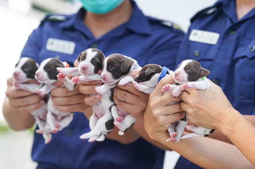 In June 2021, the Dog Unit succeeded in breeding 6 puppies under the “Canine Breeding Programme” to meet future operational needs.