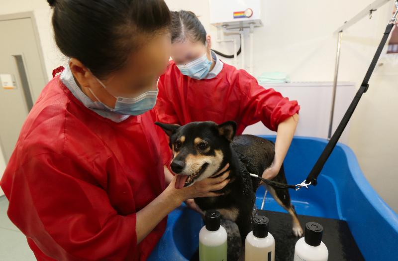 Persons in custody demonstrate how to give a puppy a bath.