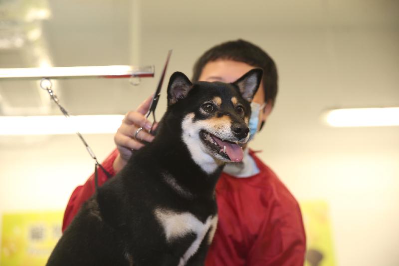 A person in custody demonstrates how to cut a puppy's hair.