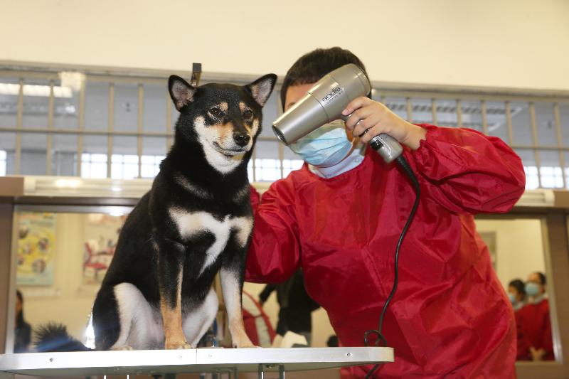 A person in custody demonstrates how to dry a puppy's hair.