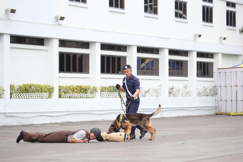 The Correctional Services Department today (March 18) held an Open Day at the Staff Training Institute and the Hong Kong Correctional Services Museum in Stanley to tie in with the 20th anniversary of the establishment of the Hong Kong Special Administrative Region and the 35th anniversary of the Prisons Department's renaming as the Correctional Services Department. Photo shows a Dog Unit demonstration which was held as part of the programmes.