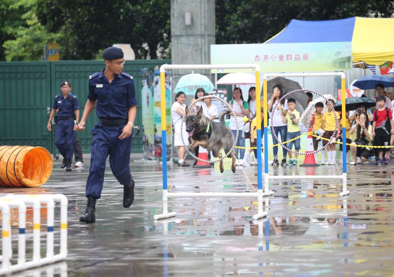 「赤柱监狱八十载」开放日今日（七月八日）举行，图示警卫犬队的表演。