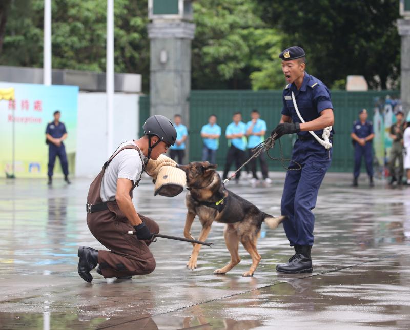 「赤柱监狱八十载」开放日今日（七月八日）举行，图示警卫犬队的表演。