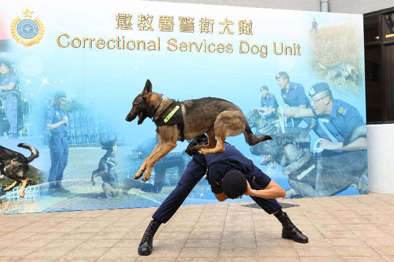 The Correctional Services Department held an annual press conference today (February 27). Photo shows a dog handler and a Kunming dog of the Correctional Services Dog Unit demonstrating training work.