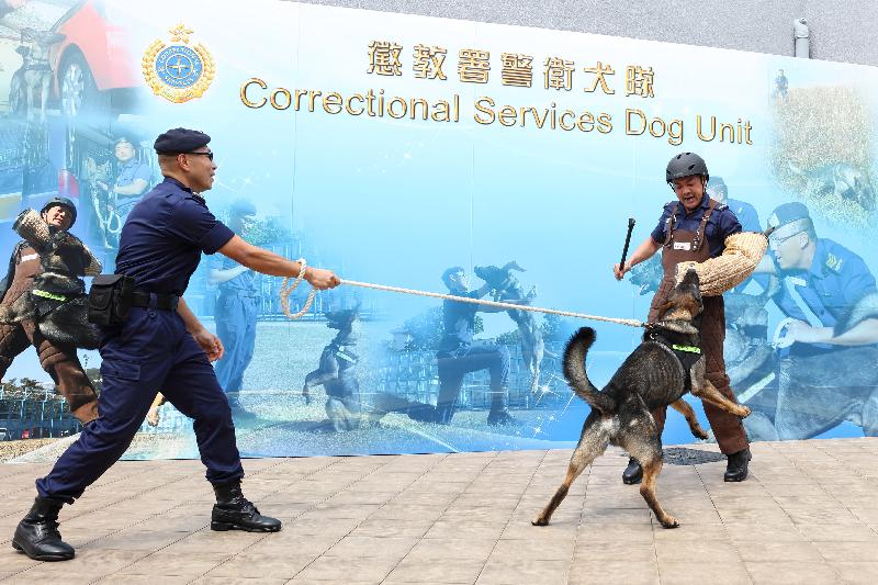 懲教署今日（二月二十七日）舉行周年記者會，回顧該署去年的工作。圖示懲教署警衛犬隊領犬員及昆明犬示範不同動作。