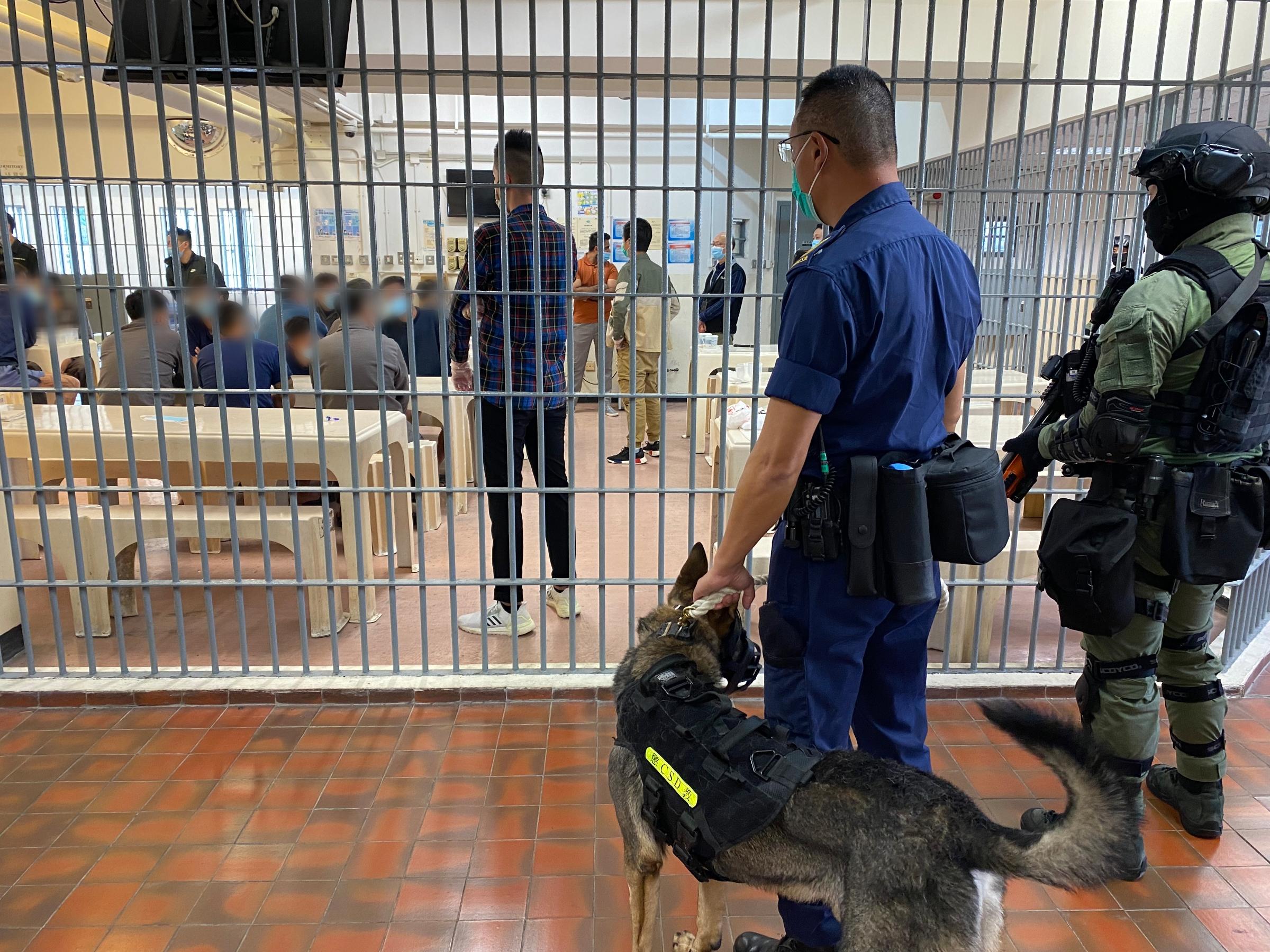 The Correctional Services Department today (December 9) launched an operation to combat illicit activities of persons in custody at Tung Tau Correctional Institution. Photo shows members of the Regional Response Team and the Dog Unit being deployed as backup at Tung Tau Correctional Institution.